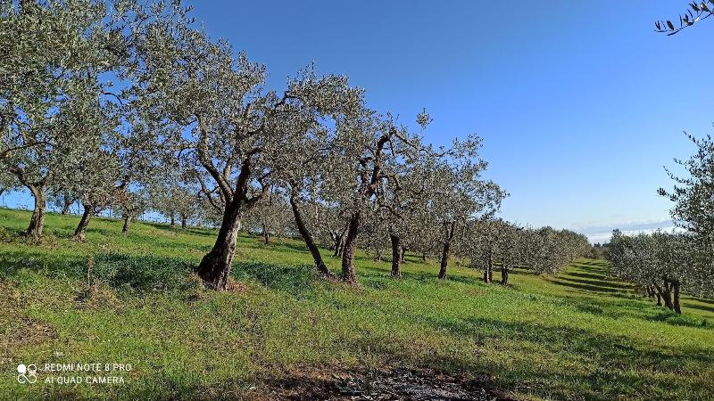 Rocca Degli Olivi - Genel