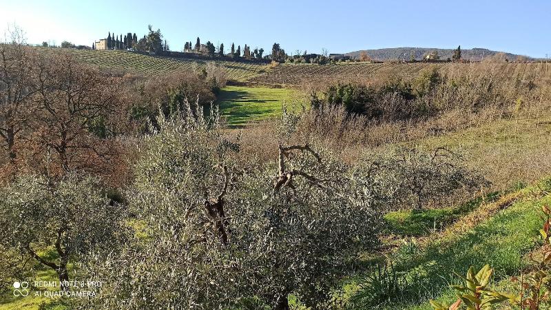 Rocca Degli Olivi - Genel