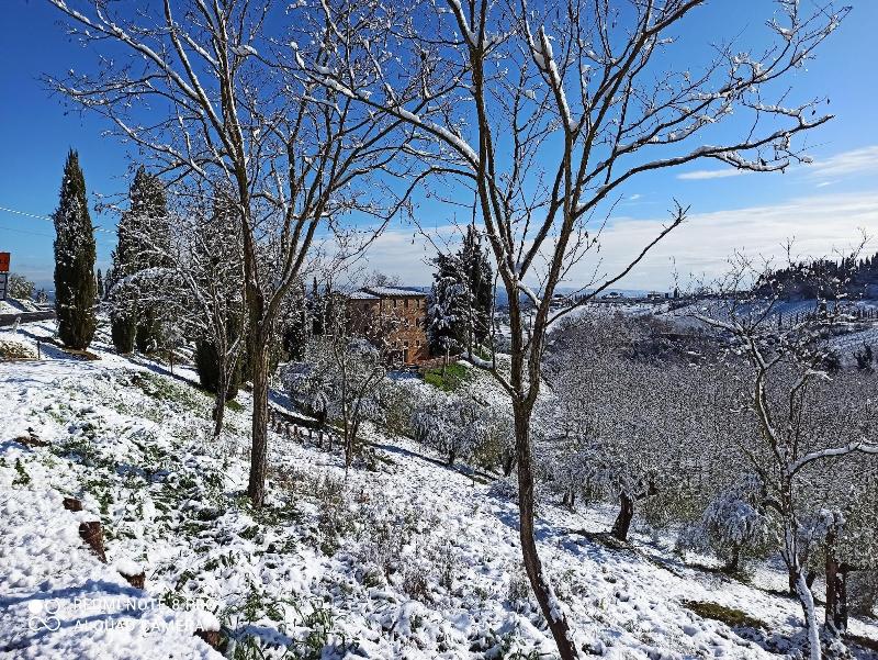 Rocca Degli Olivi - Oda