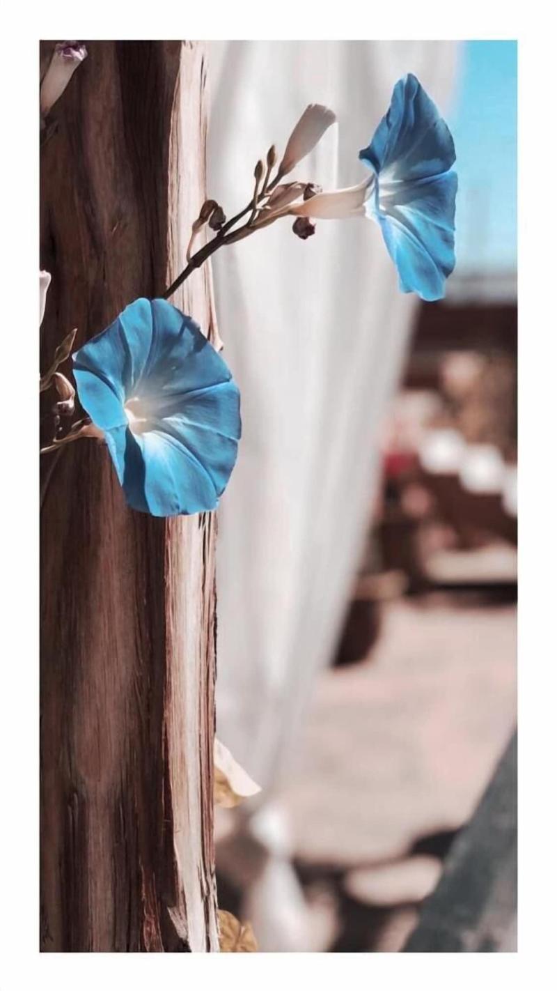 Bliss Riad Marrakech - Teras