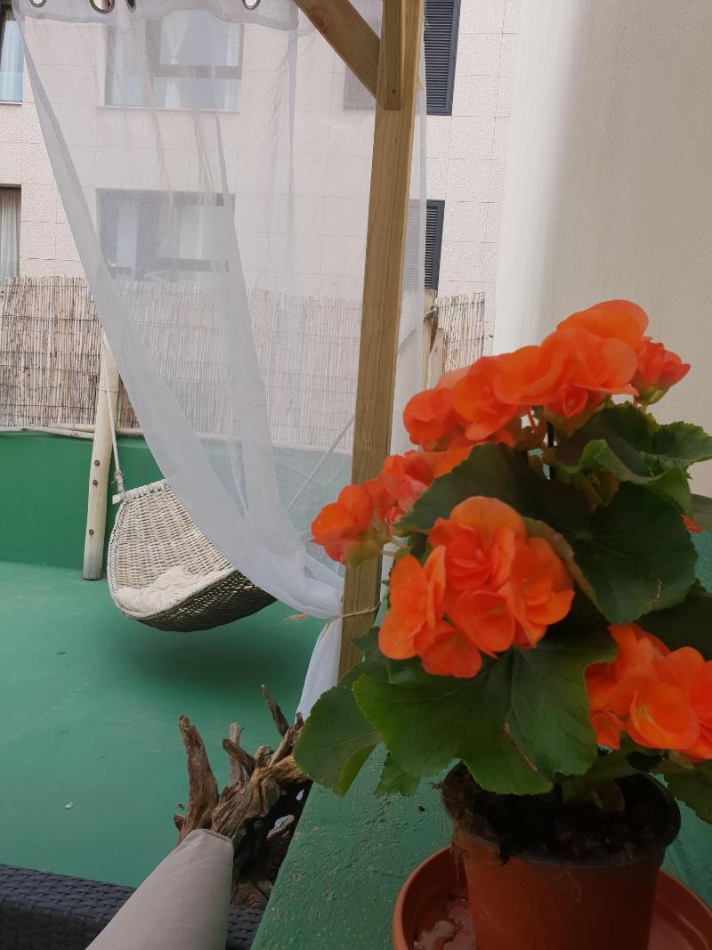 Cactus Host - Teras