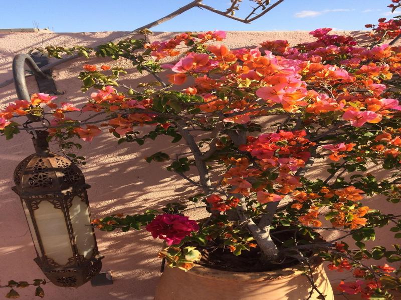 Riad Irene - Teras