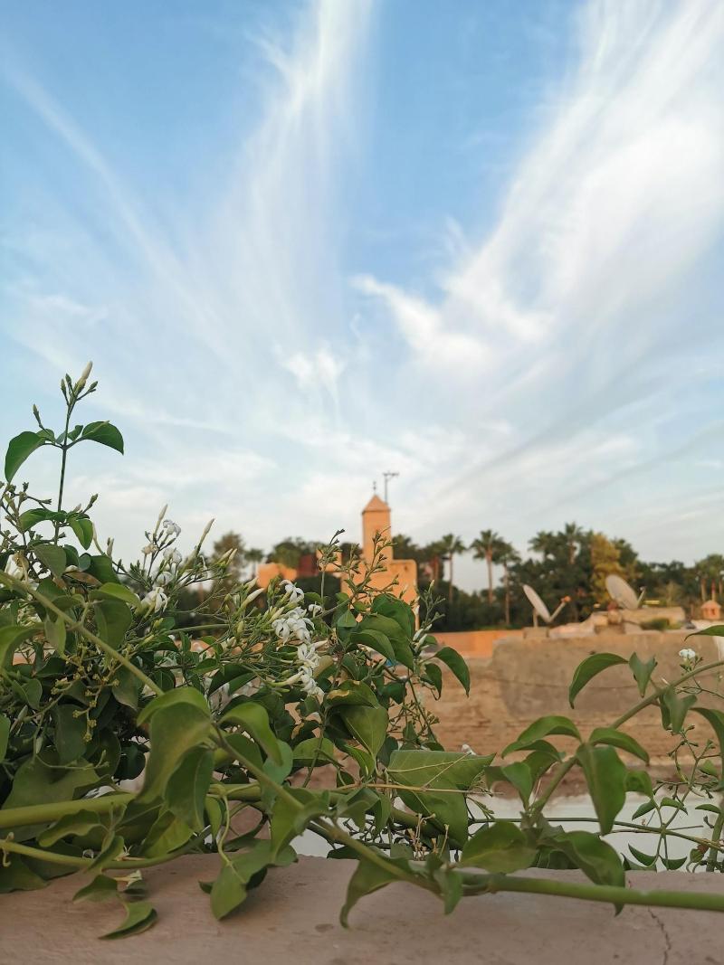 Riad Beata - Genel