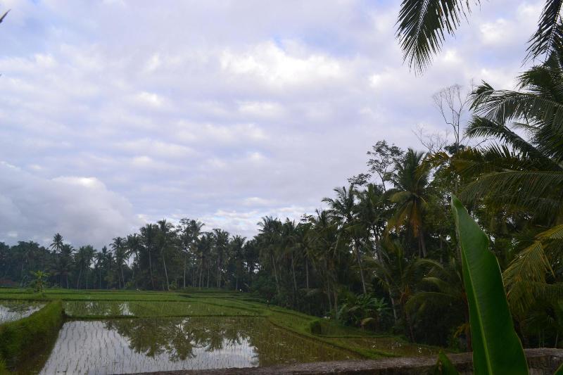 Buda Cottage Ubud - Genel
