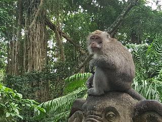 Buda Cottage Ubud fotoÄŸrafÄ±