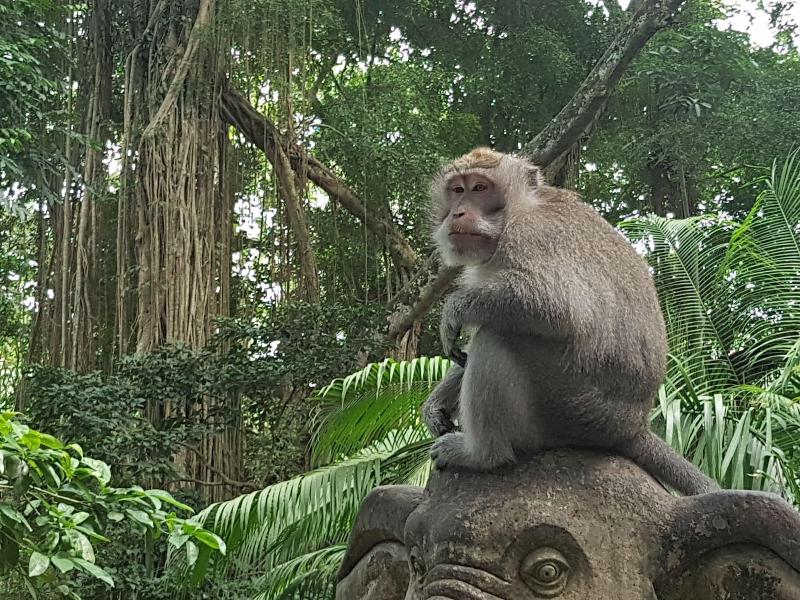 Buda Cottage Ubud - Genel