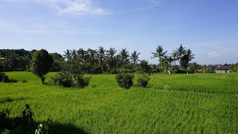 Sari Bamboo Bungalows - Genel