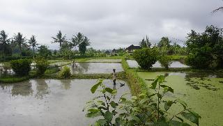 Sari Bamboo Bungalows fotoÄŸrafÄ±