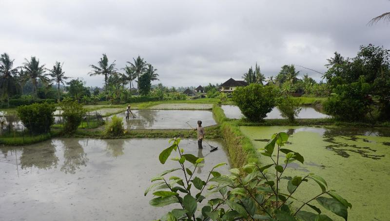 Sari Bamboo Bungalows - Genel