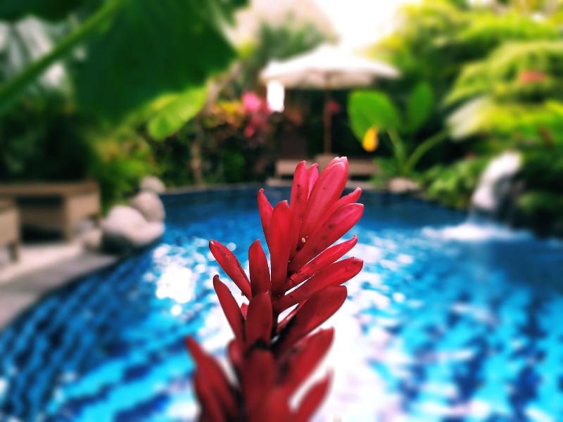 Gopala Luxury Villa Ubud - Genel