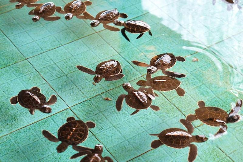 Sagita Bungalow by ZUZU - Genel