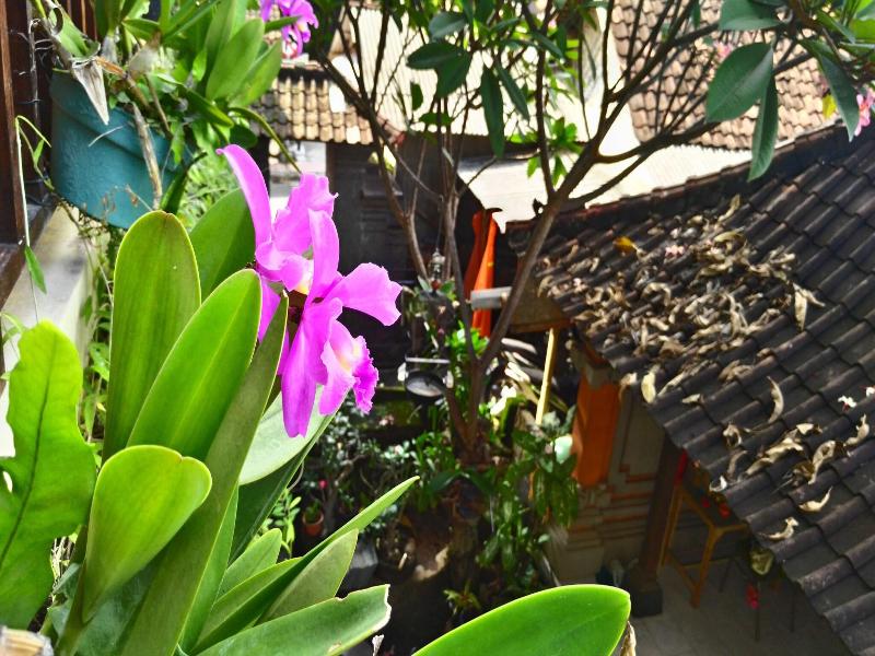 Nyoman Badri Homestay - Genel