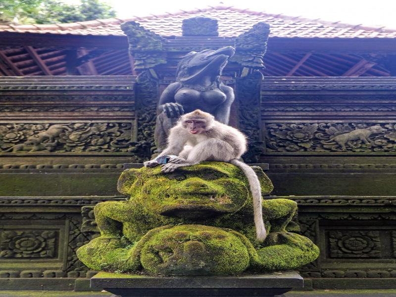 Nyoman Badri Homestay - Genel