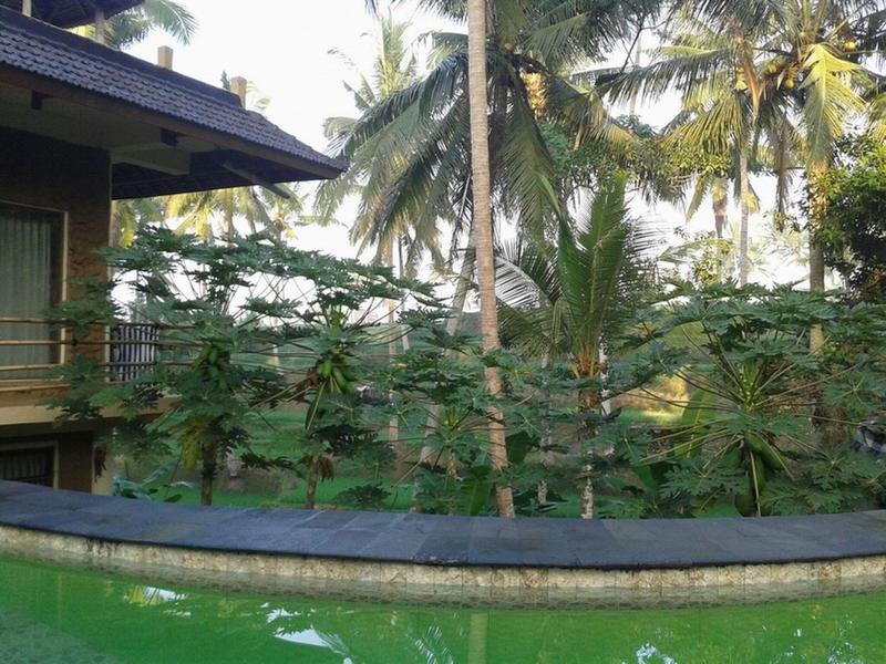 Junjungan Suite Villa - Genel