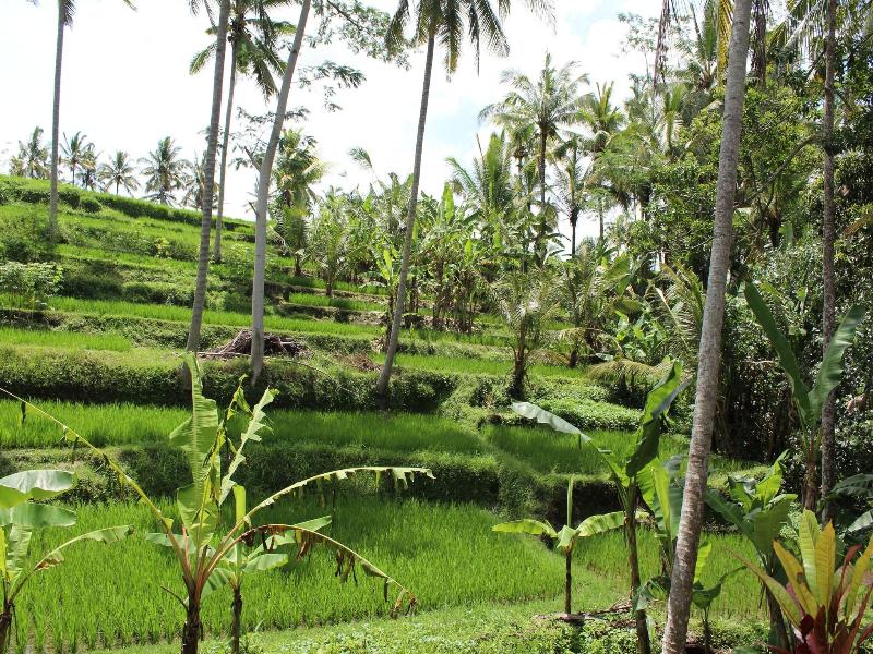 Junjungan Suite Villa - Genel