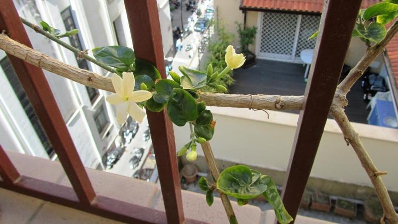 International Naples - Oda