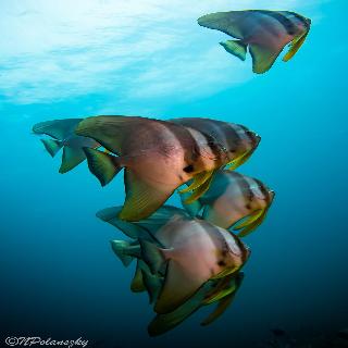 Forra Diving Resort - Pattaya Beach - Koh Lipe fotoÄŸrafÄ±