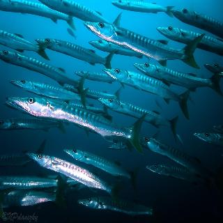 Forra Diving Resort - Pattaya Beach - Koh Lipe fotoÄŸrafÄ±