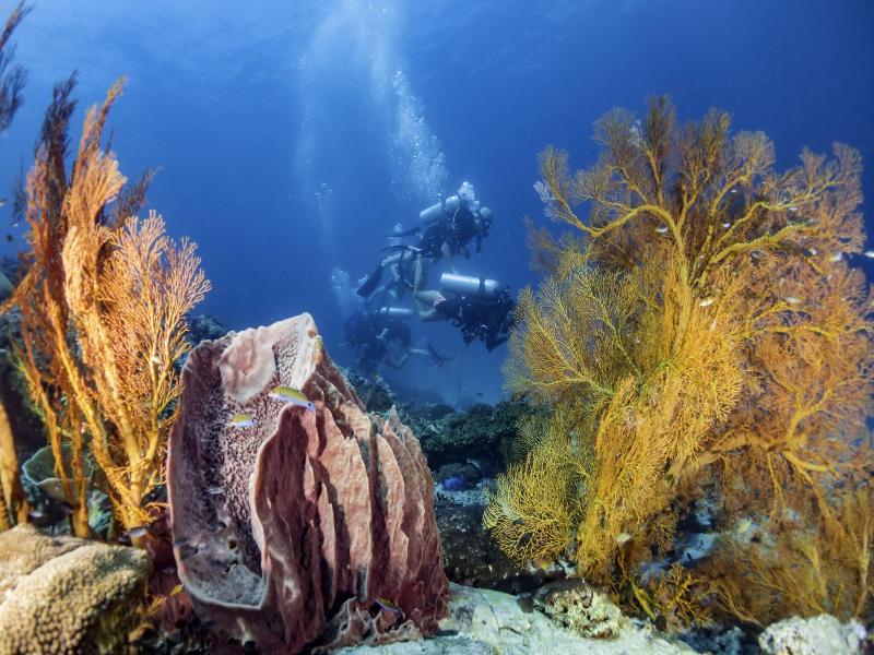 Forra Diving Resort - Pattaya Beach - Koh Lipe - Aktivite
