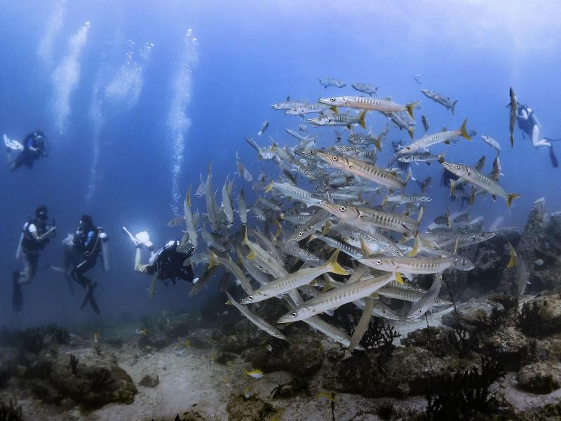 Forra Diving Resort - Pattaya Beach - Koh Lipe - Aktivite