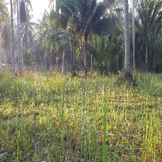 Baan Phuean Koh Kood fotoÄŸrafÄ±