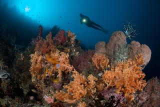 Murex Manado Dive Resort fotoÄŸrafÄ±