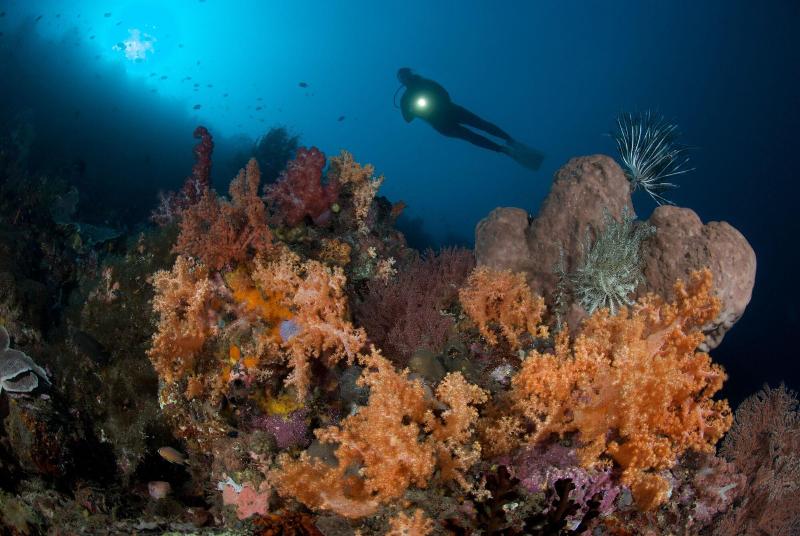 Murex Manado Dive Resort - Aktivite