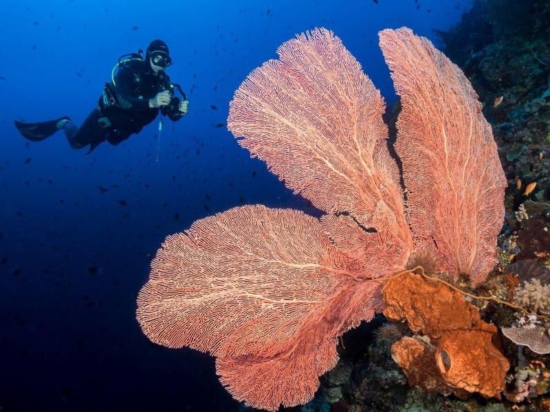 Murex Manado Dive Resort - Aktivite