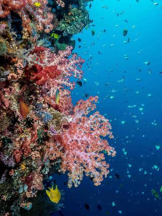 Murex Manado Dive Resort fotoÄŸrafÄ±