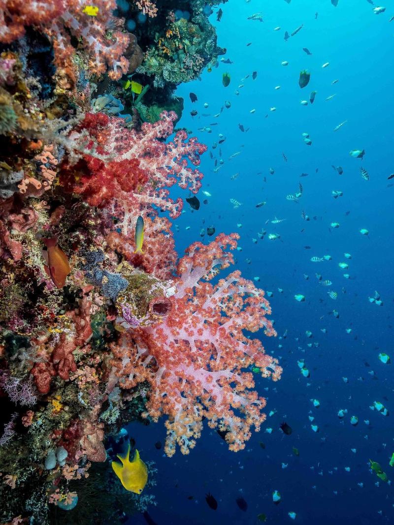 Murex Manado Dive Resort - Aktivite