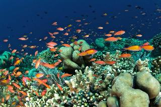 Murex Manado Dive Resort fotoÄŸrafÄ±
