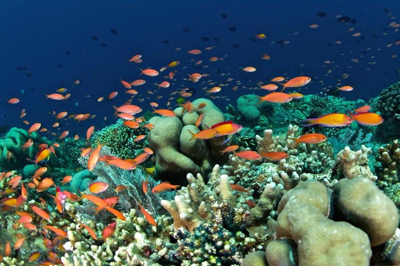 Murex Manado Dive Resort - Aktivite