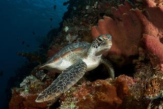 Murex Manado Dive Resort fotoÄŸrafÄ±