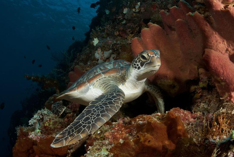 Murex Manado Dive Resort - Aktivite