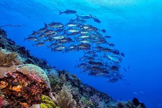 Murex Manado Dive Resort fotoÄŸrafÄ±