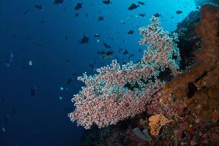 Murex Manado Dive Resort fotoÄŸrafÄ±