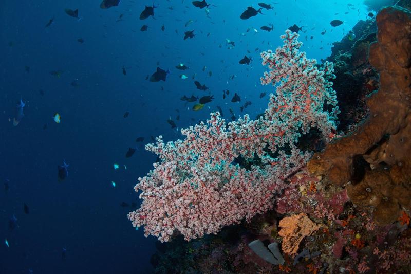 Murex Manado Dive Resort - Aktivite