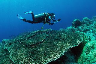 Murex Manado Dive Resort fotoÄŸrafÄ±