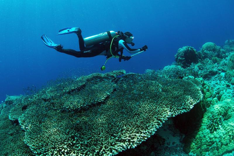 Murex Manado Dive Resort - Aktivite