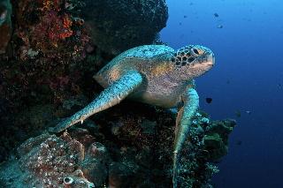 Murex Manado Dive Resort fotoÄŸrafÄ±