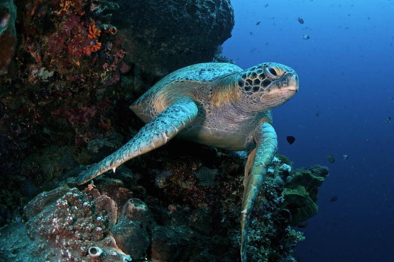 Murex Manado Dive Resort - Aktivite