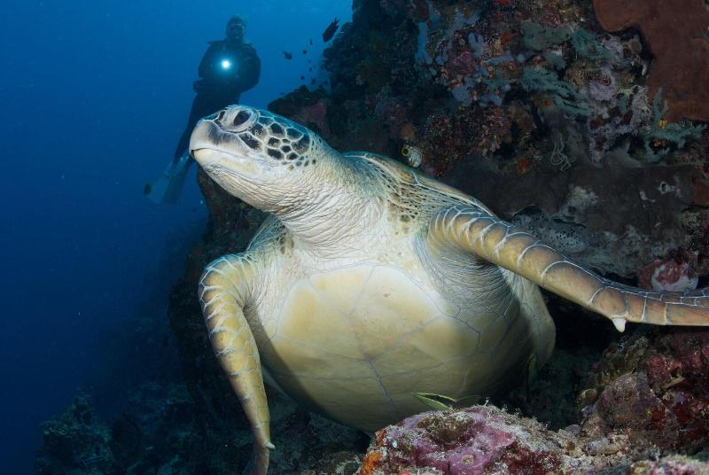 Murex Manado Dive Resort - Aktivite