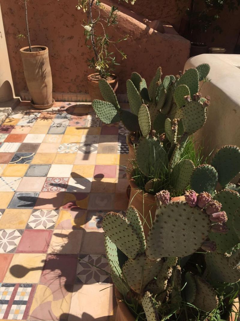 Riad Tizwa - Teras