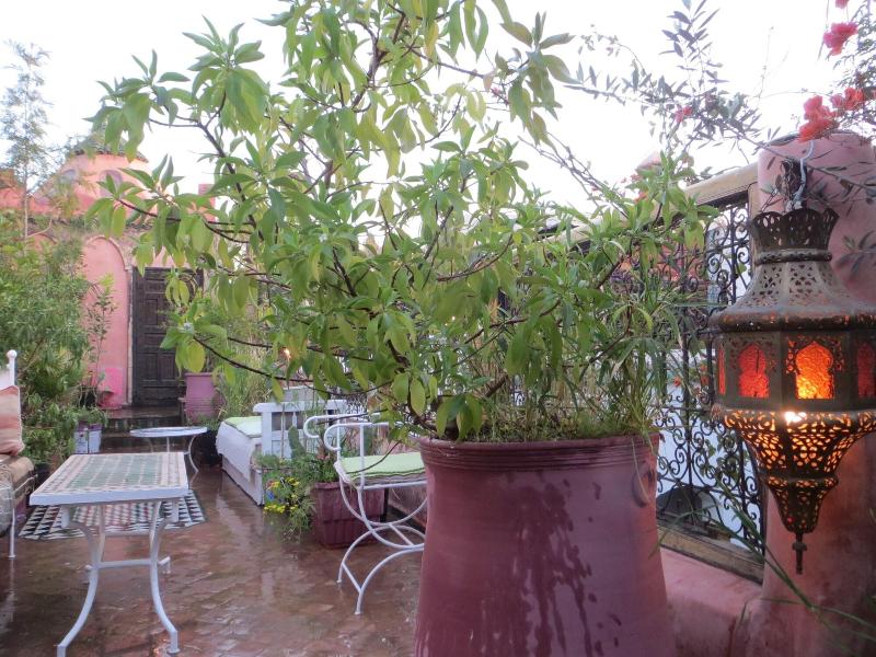 Riad Maizie - Genel