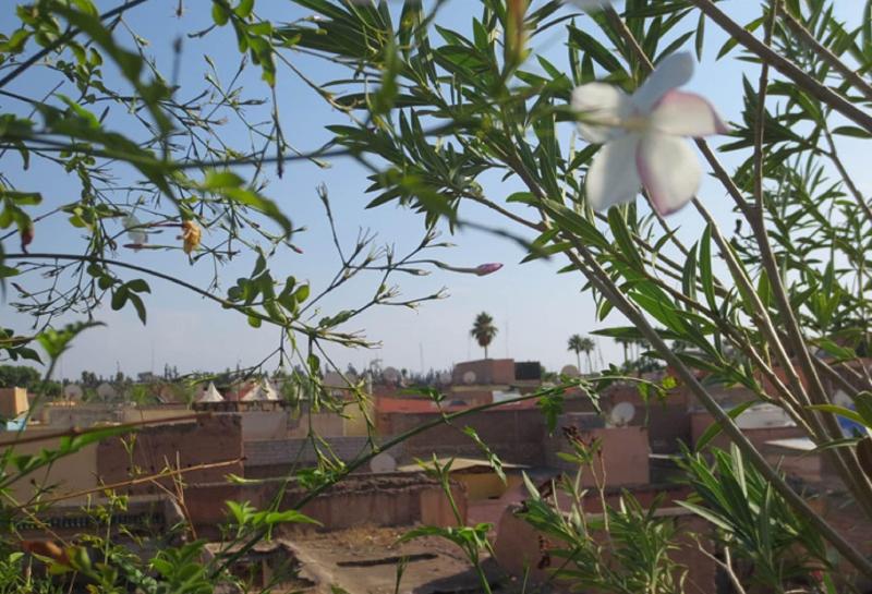 Riad Hikaya - Genel