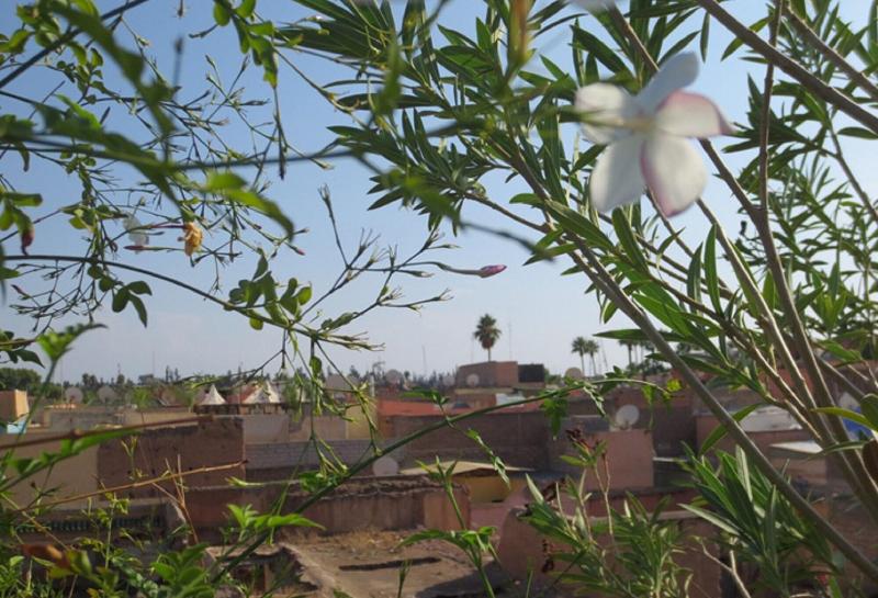 Riad Hikaya - Genel