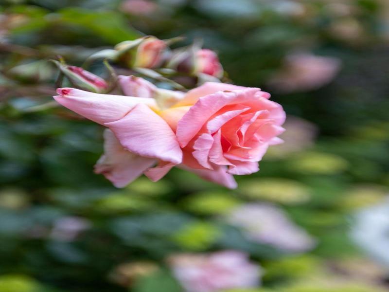 City Boutique Ster Logies Leeuwarden De Roos - Genel