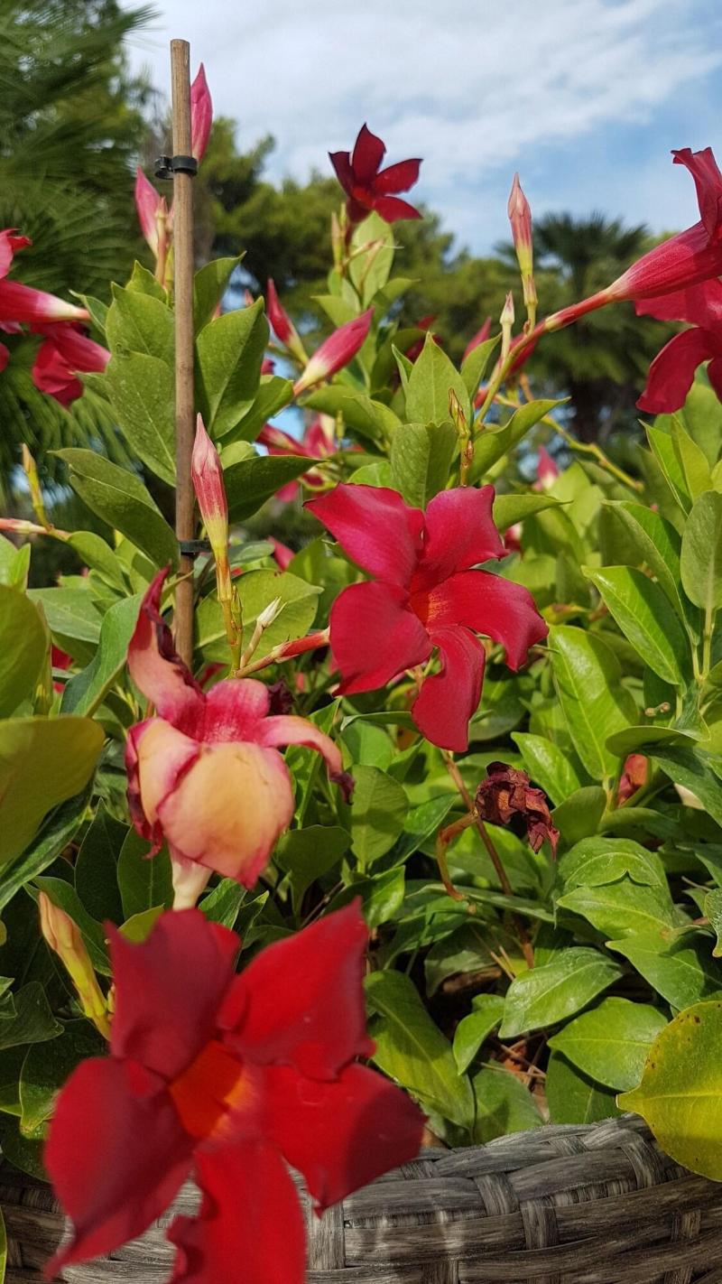 Le Duchesse - Genel
