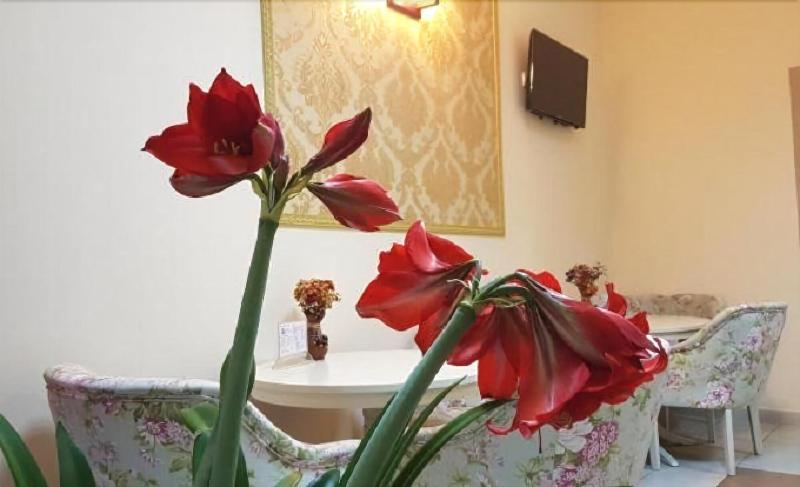 Hotel New - Genel