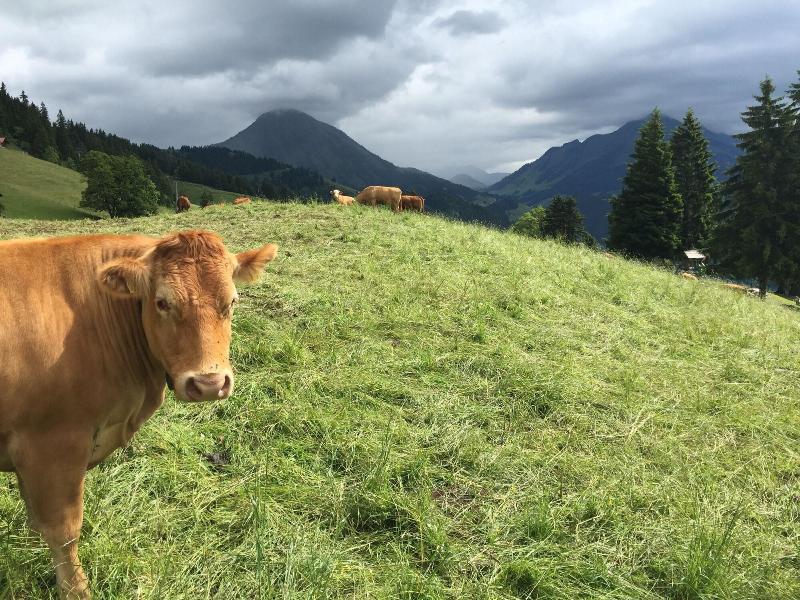 Leysin Lodge - Genel
